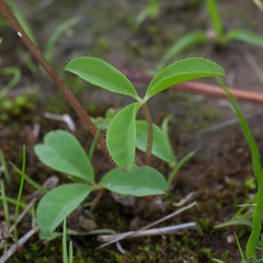 Oxalis minuta
