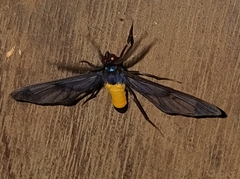 Cosmosoma stibosticta