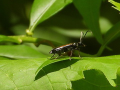 Strangalepta abbreviata