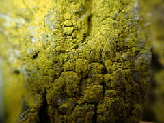 Candelariella xanthostigma