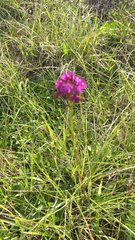 Anacamptis pyramidalis