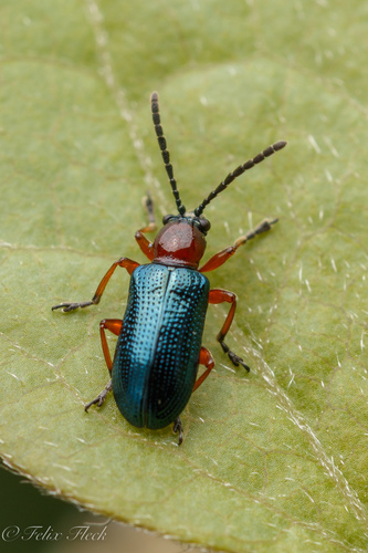 Oulema melanopus