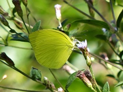 Pyrisitia leuce leuce