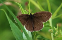 Aphantopus hyperantus