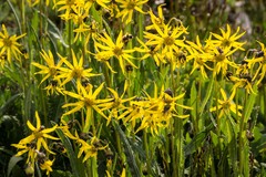 Senecio amplectens
