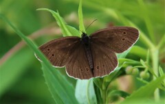 Aphantopus hyperantus