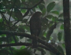 Micrastur ruficollis