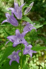 Campanula latifolia