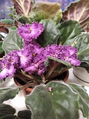 Streptocarpus ionanthus