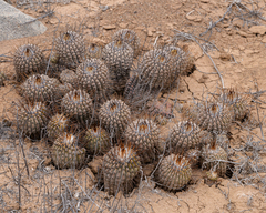 Copiapoa cinerea
