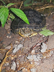 Emys orbicularis persica