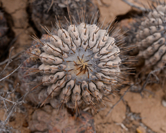 Copiapoa cinerea
