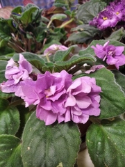 Streptocarpus ionanthus