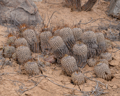 Copiapoa cinerea
