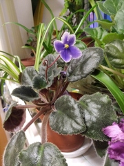 Streptocarpus ionanthus