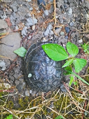 Emys orbicularis persica