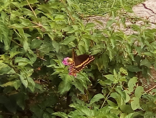 Palamedes Swallowtail