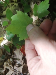 Acer rubrum