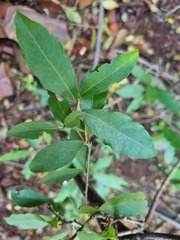 Ochna pretoriensis