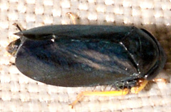 Limotettix anthracinus