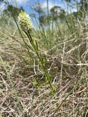 Polygala cruciata image