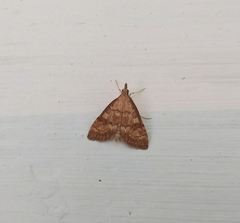 Udea fulvalis