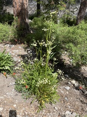 Angelica kingii