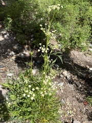 Angelica kingii