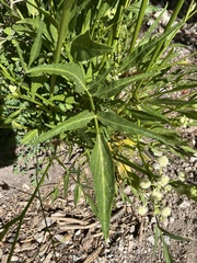 Angelica kingii