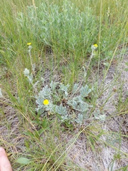 Potentilla effusa