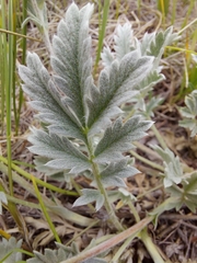 Potentilla effusa