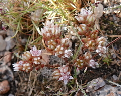 Sedum anglicum