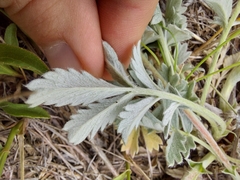 Potentilla effusa
