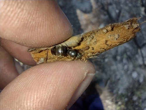 mravec obyčajný (Lasius niger)