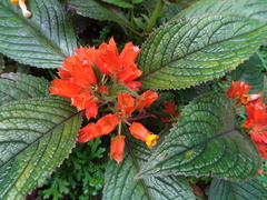 Chrysothemis