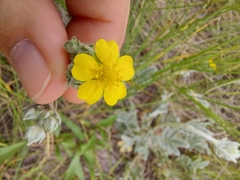 Potentilla effusa