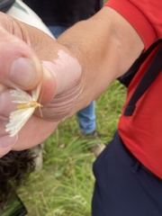 Gandaritis pyraliata