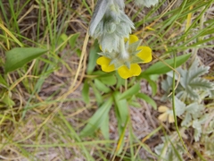Potentilla effusa