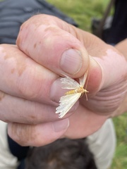 Gandaritis pyraliata