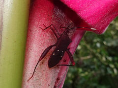 Leptoscelis quadrisignatus image