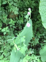 Emilia sonchifolia