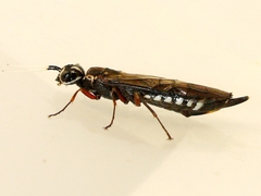 Xiphydria maculata