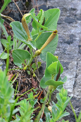 Aristolochia pallida