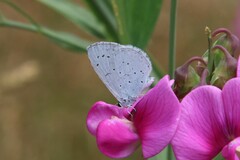 Celastrina argiolus