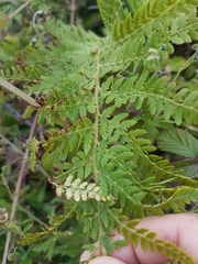 Polystichum setiferum
