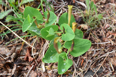 Aristolochia pallida