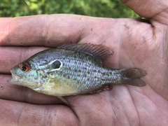 Lepomis humilis