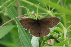 Aphantopus hyperantus