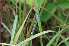 Enallagma cyathigerum