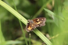 Poanes viator